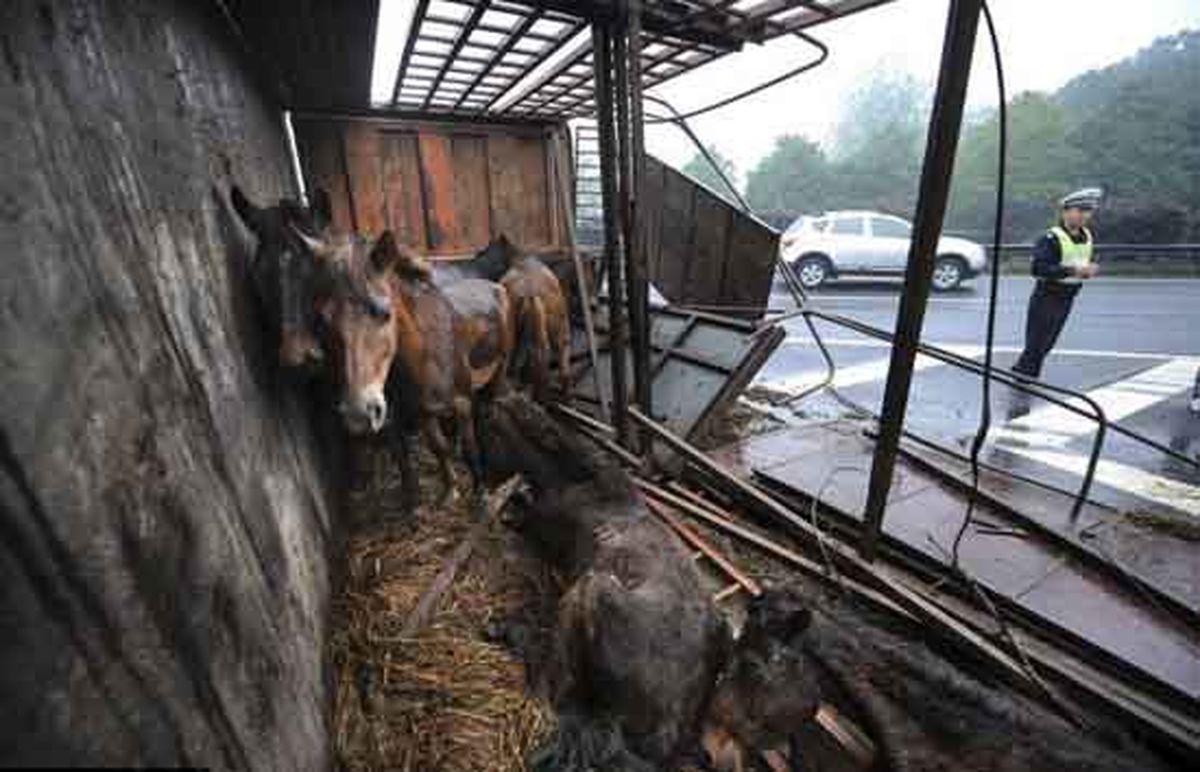 واژگوني کاميون حامل اسب/تصاوير