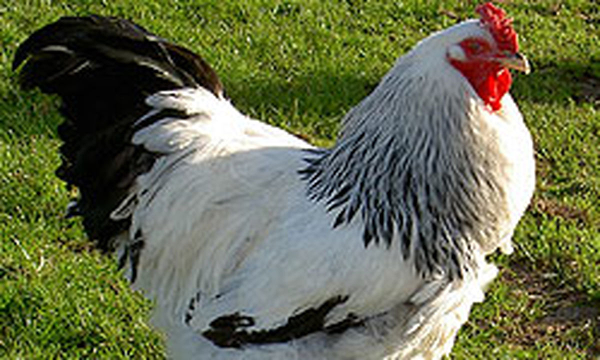 عمان واردات طيور از ايران و هند را ممنوع كرد