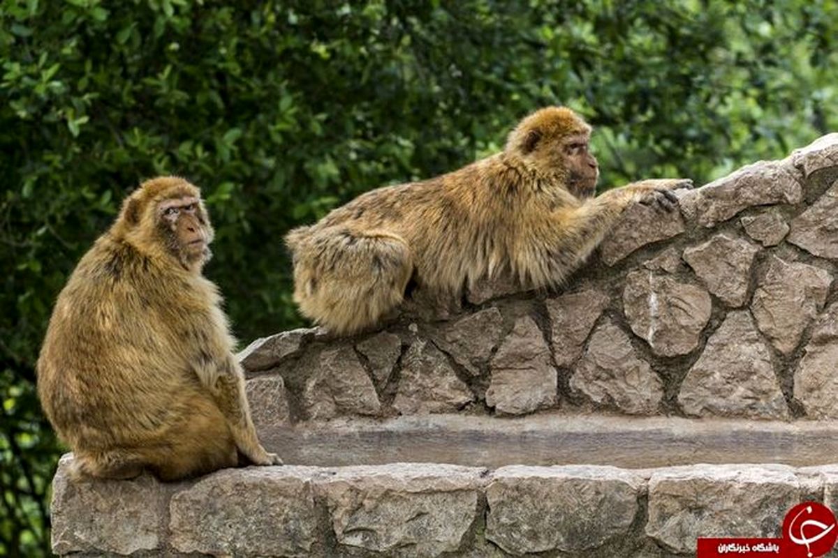 میمون ناقلا باعث کشته و زخمی شدن ۶۶ تن شد! +عکس