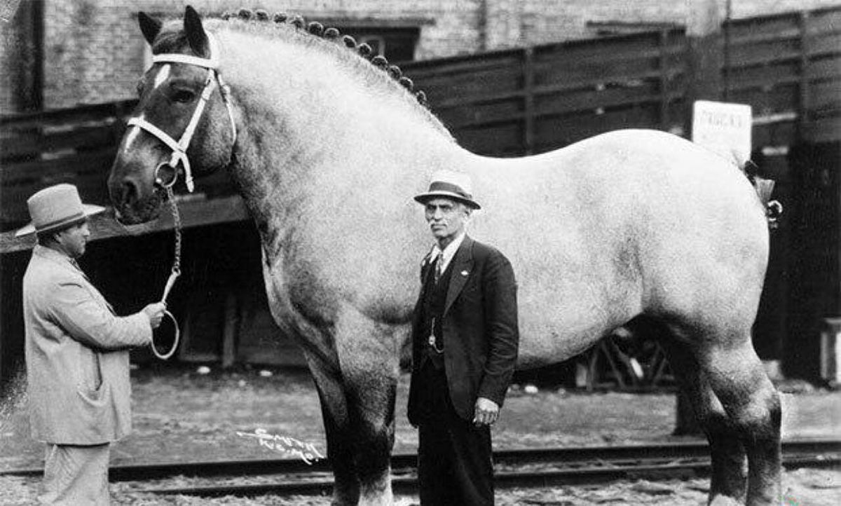 عکس: سوپریم بروکلین؛ بزرگترین اسب جهان!