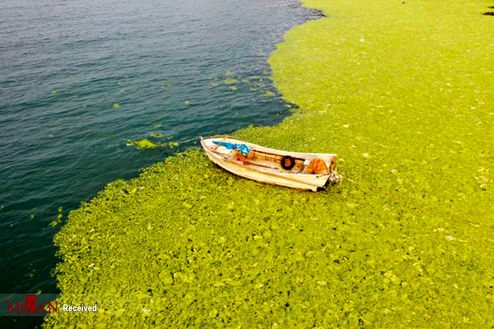 تصاویر: ساحل سبز در چین