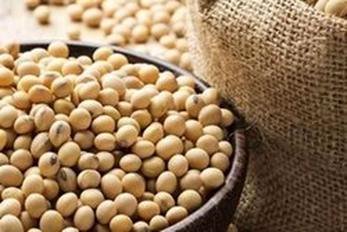 روسیه جایگزین آمریکا در صادرات دانه سویا به چین شد