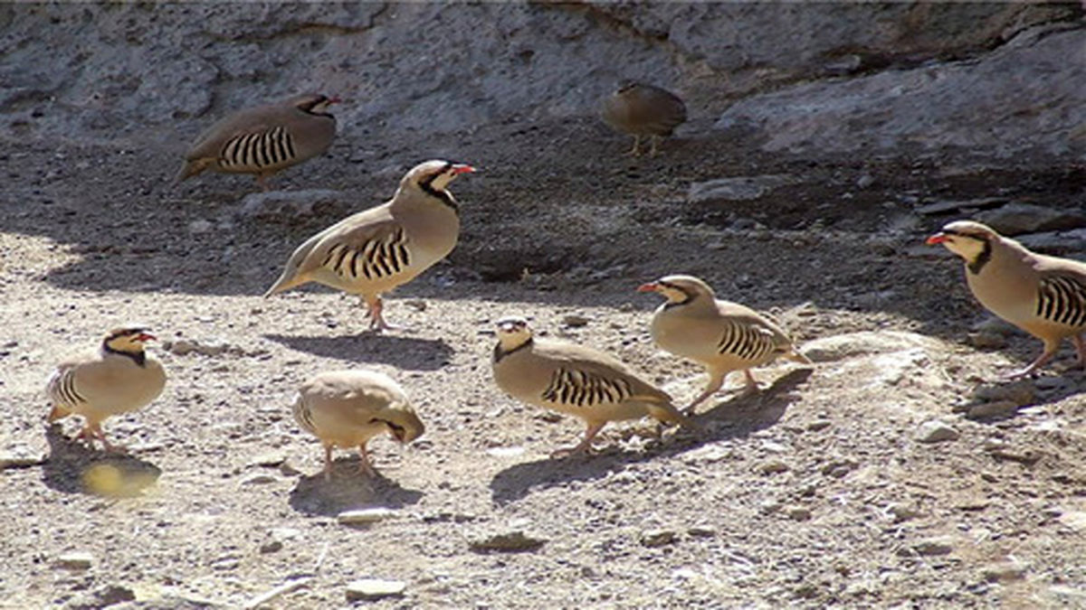 دستگیری متخلفان فروش کبک در سایت دیوار +فیلم