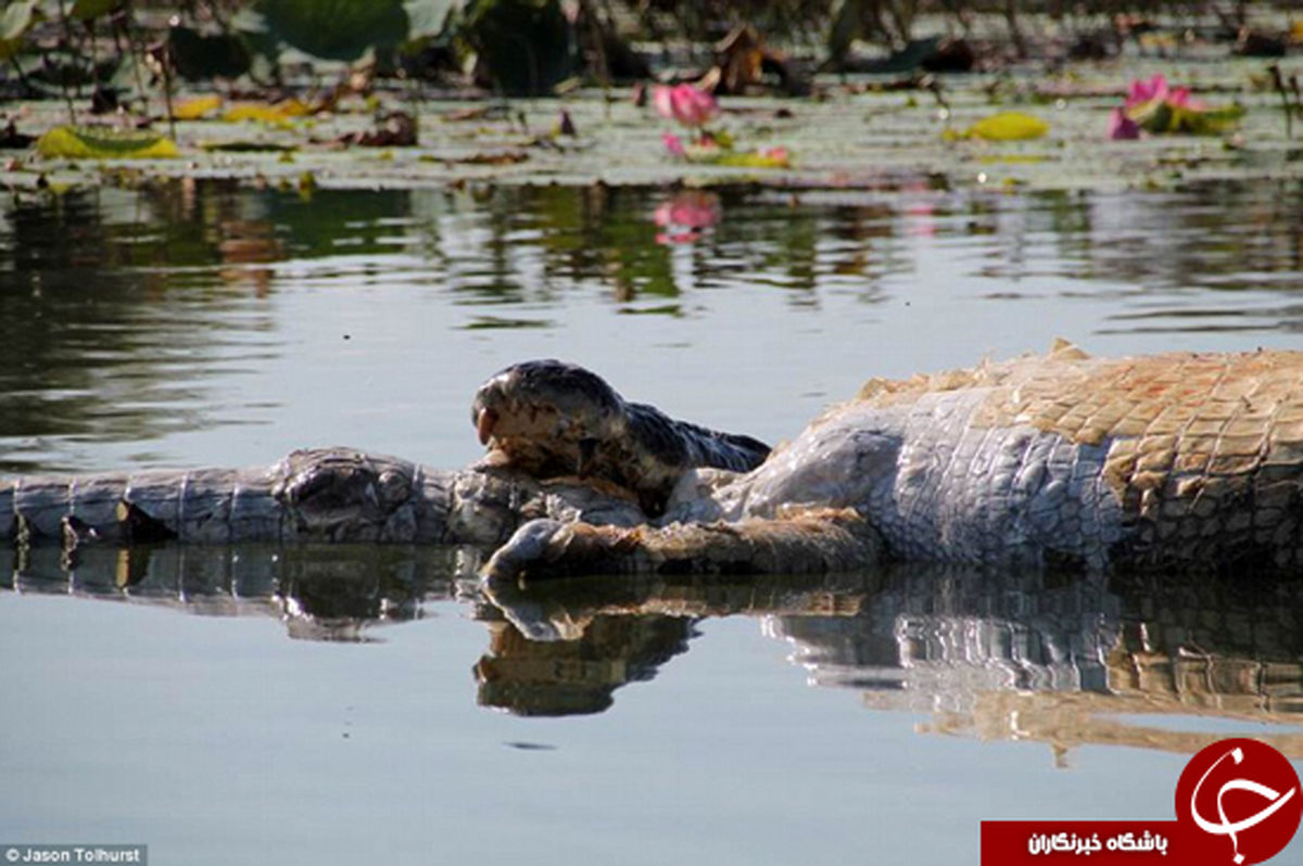 تمساح ۴ متری از شدت گرسنگی هم نوعش را خورد! +تصاویر