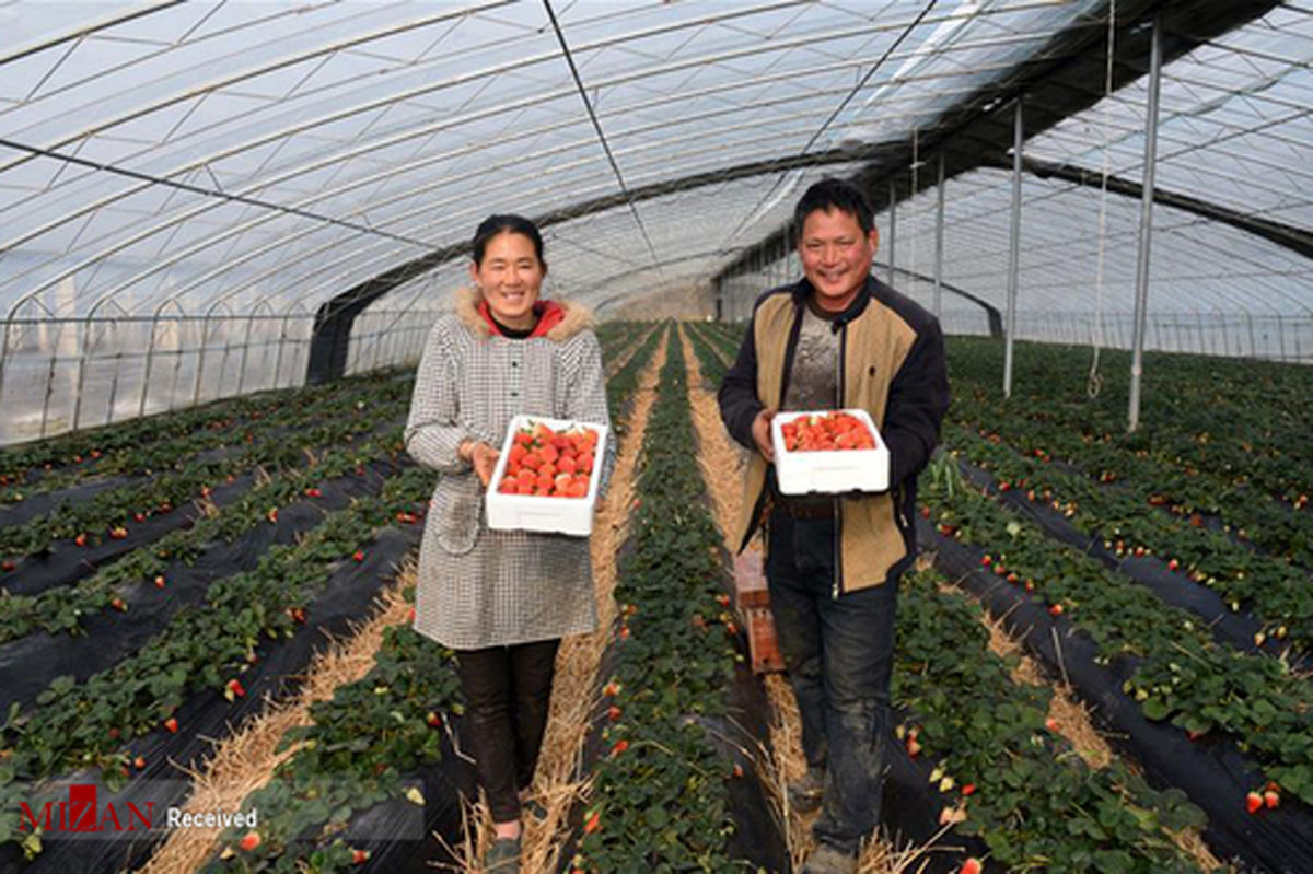 تصاویر: برداشت توت فرنگی در چین