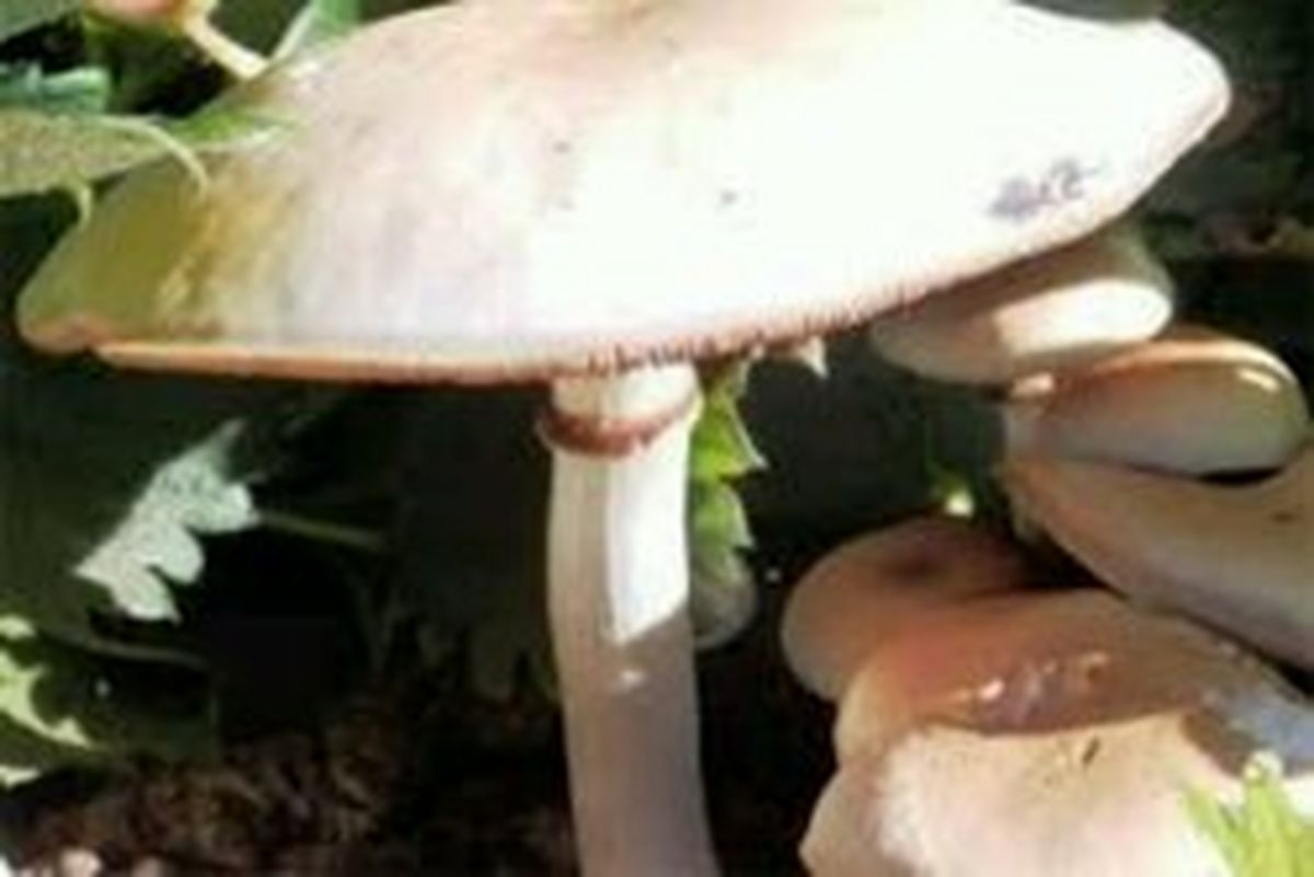 مسمومیت ۵۹نفر در کرمانشاه با قارچ سمی