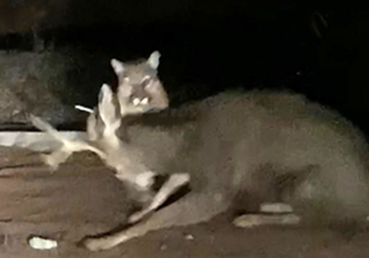 فرار گوزن از دست شیر کوهستان +فیلم