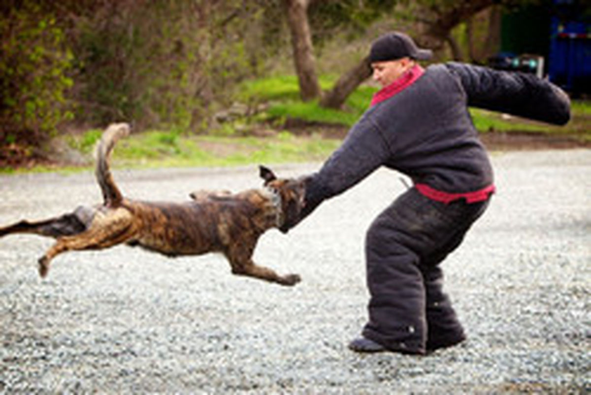 فیلم: حمله سگ ولگرد به دو مرد