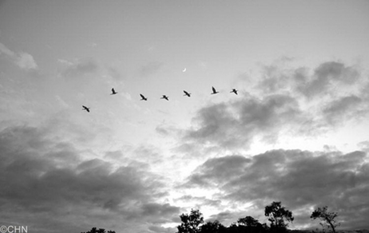 تصاویر/ مهمانان خوش بر و روی زمستانی