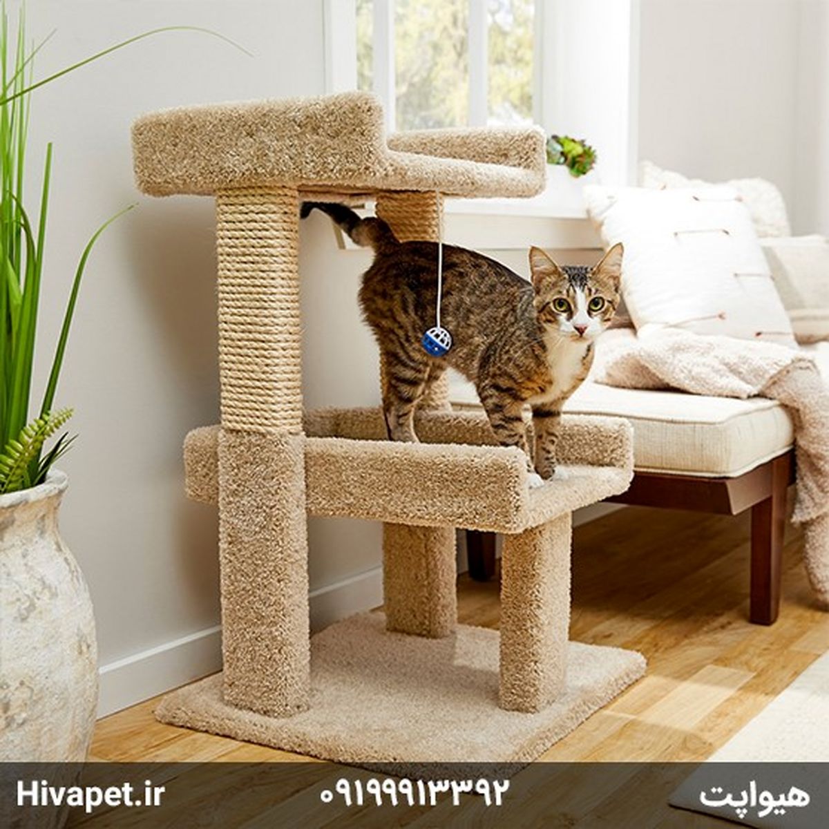 بررسی ویژگی های اسکرچر گربه