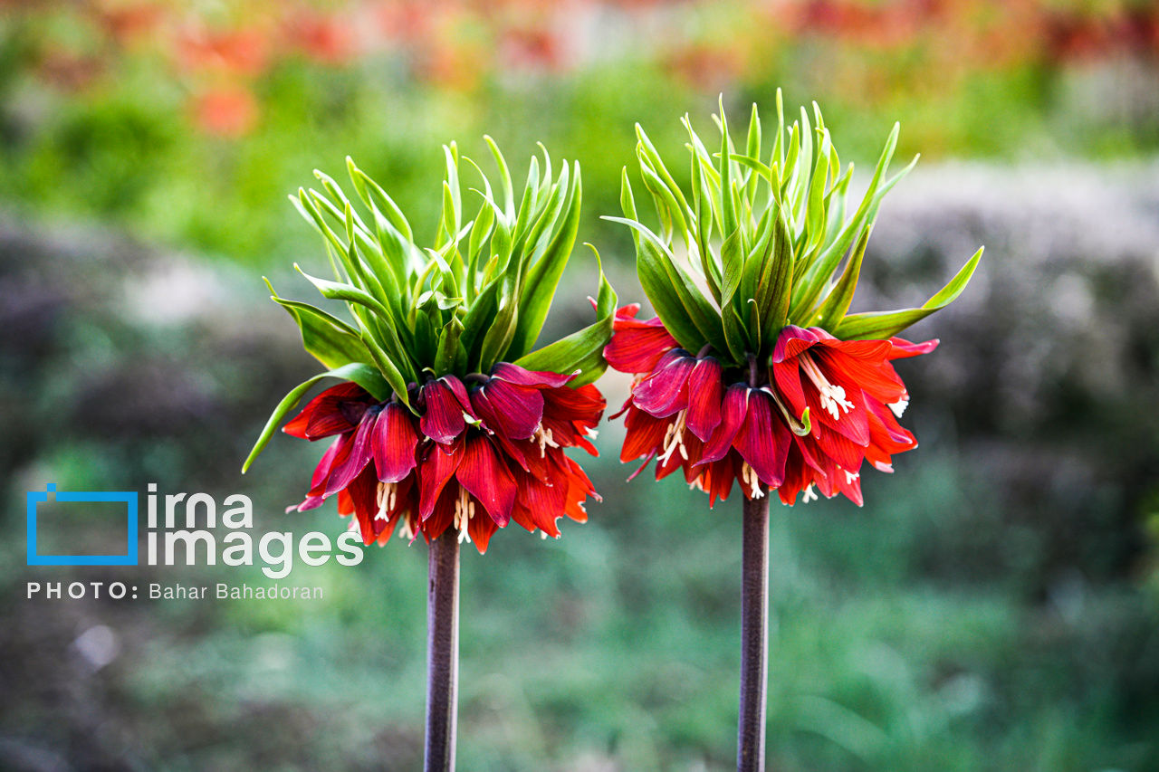 تصاویر: دشت لاله‌های واژگون کاکان