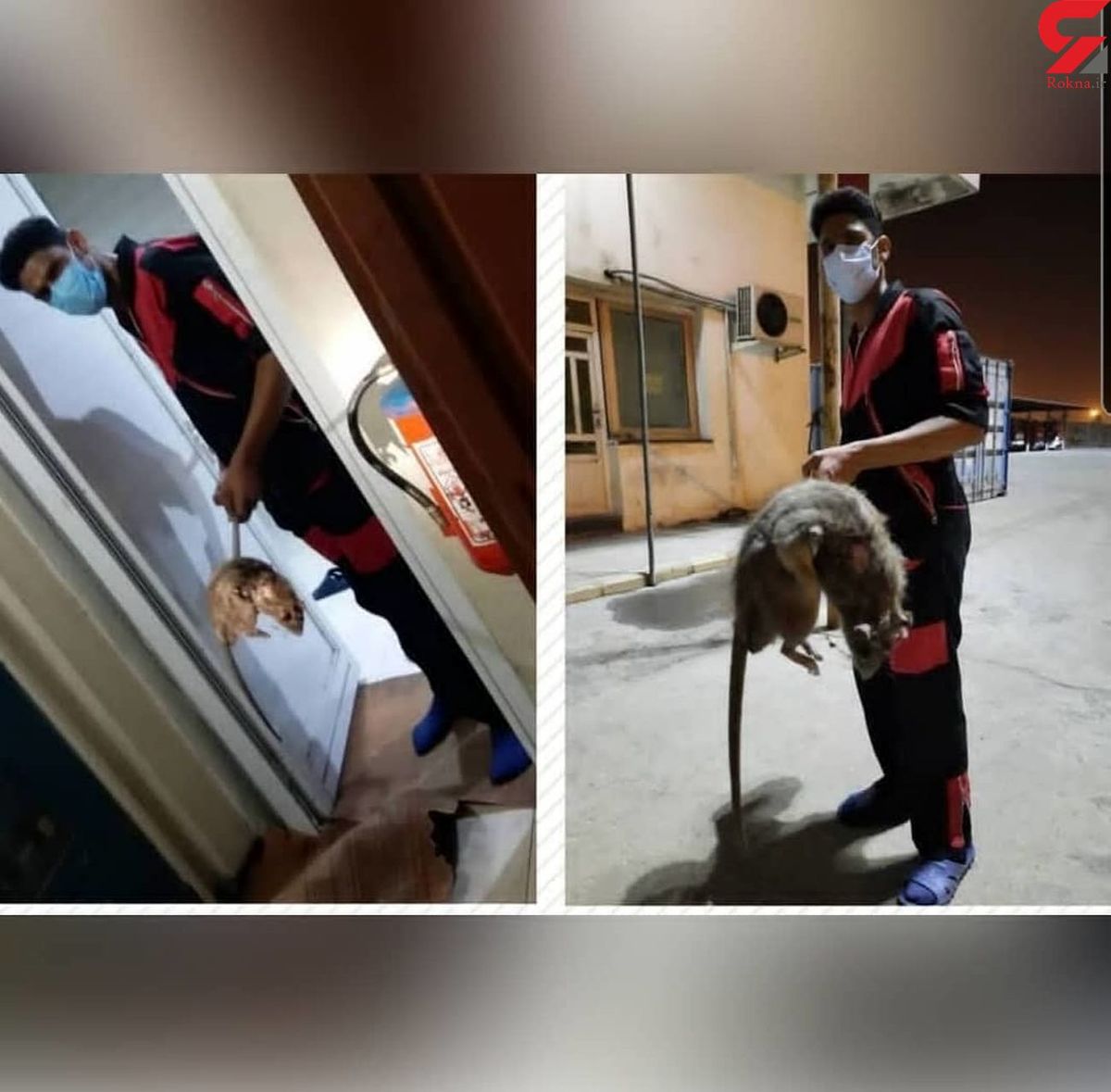 عکس عجیب موش عظیم الجثه در بندرعباس! 