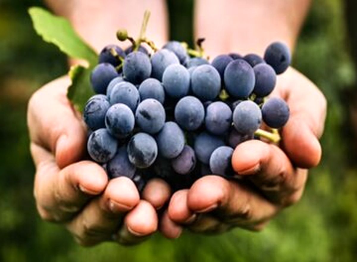 این میوه خودش یک «اَبَر غذا» است