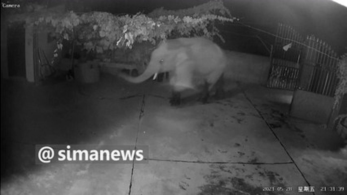 آب بازی گله فیل در حیاط خانه یک چینی+فیلم