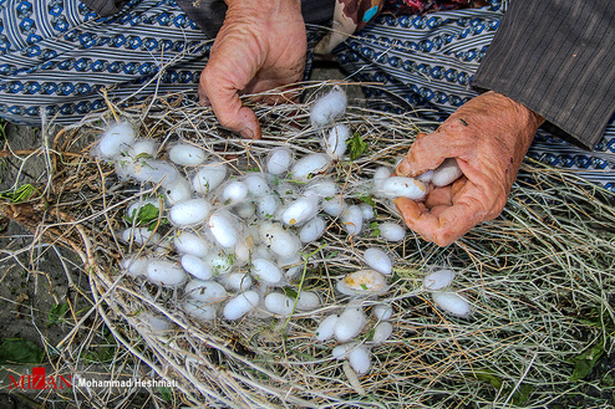 تصاویر: پرورش کرم ابریشم در سبزوار