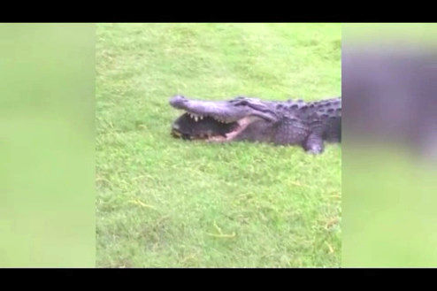 فیلم: فرار یک لاک پشت از دهن تمساح