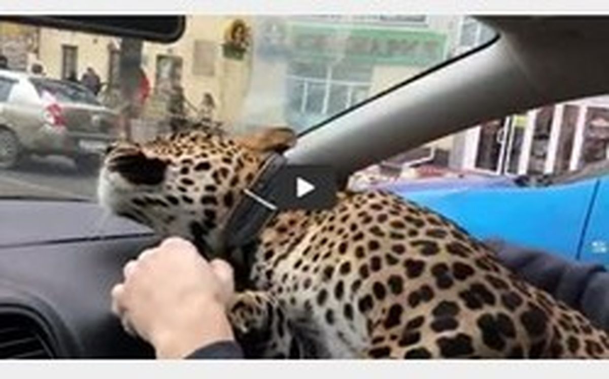 پلنگی که تاکسی سواری کرد +عکس
