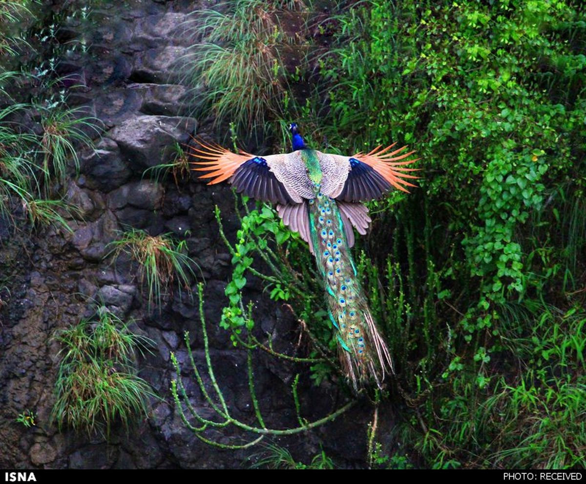 عکس زیبایی از طاووس در حال پرواز