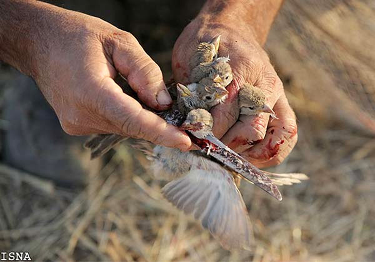 عکس/سر بریدن دسته جمعی گنجشک ها