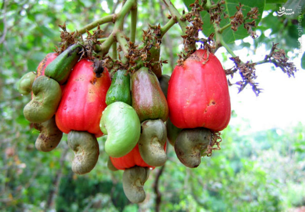 درخت بادام هندی +تصاویر