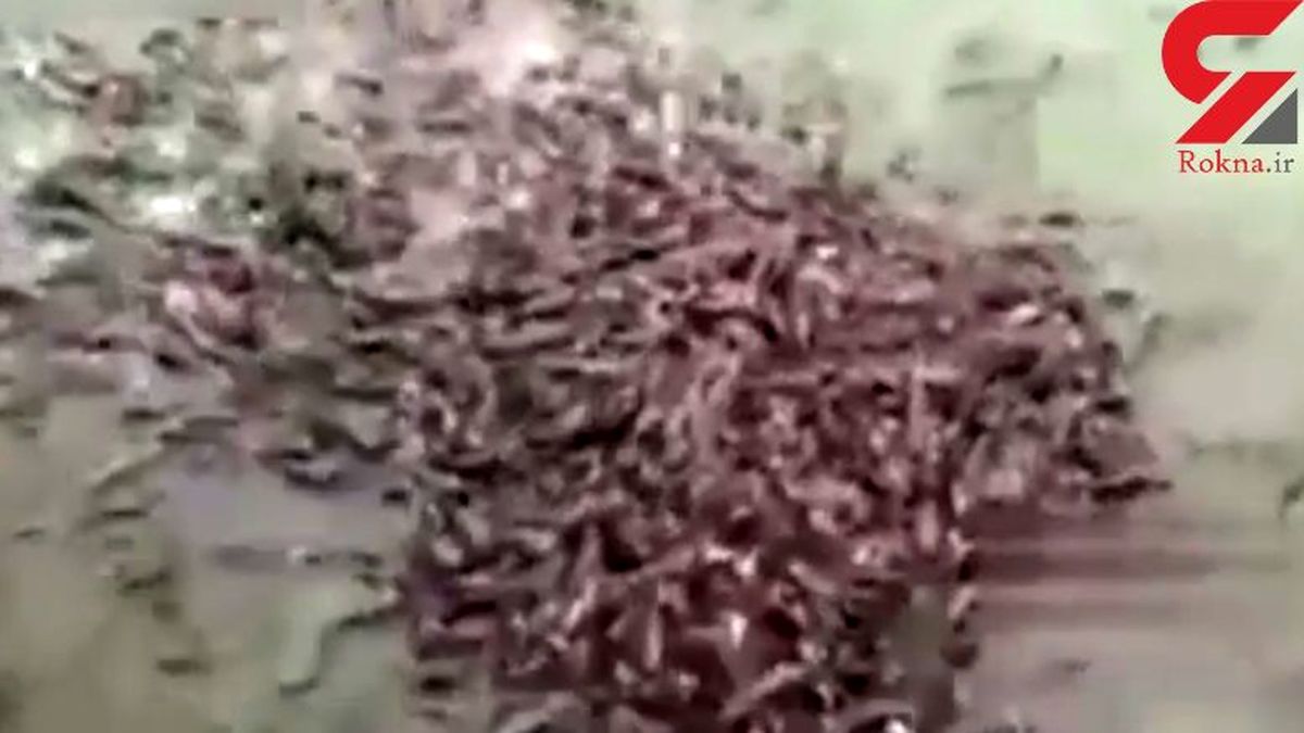 ماهی‌های گوشتخوار خطرناکتر از تمساح‌ها +عکس