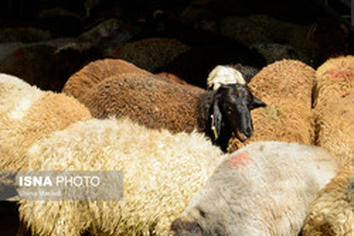 اعلام مراکز عرضه بهداشتی دام زنده در پایتخت +آدرس