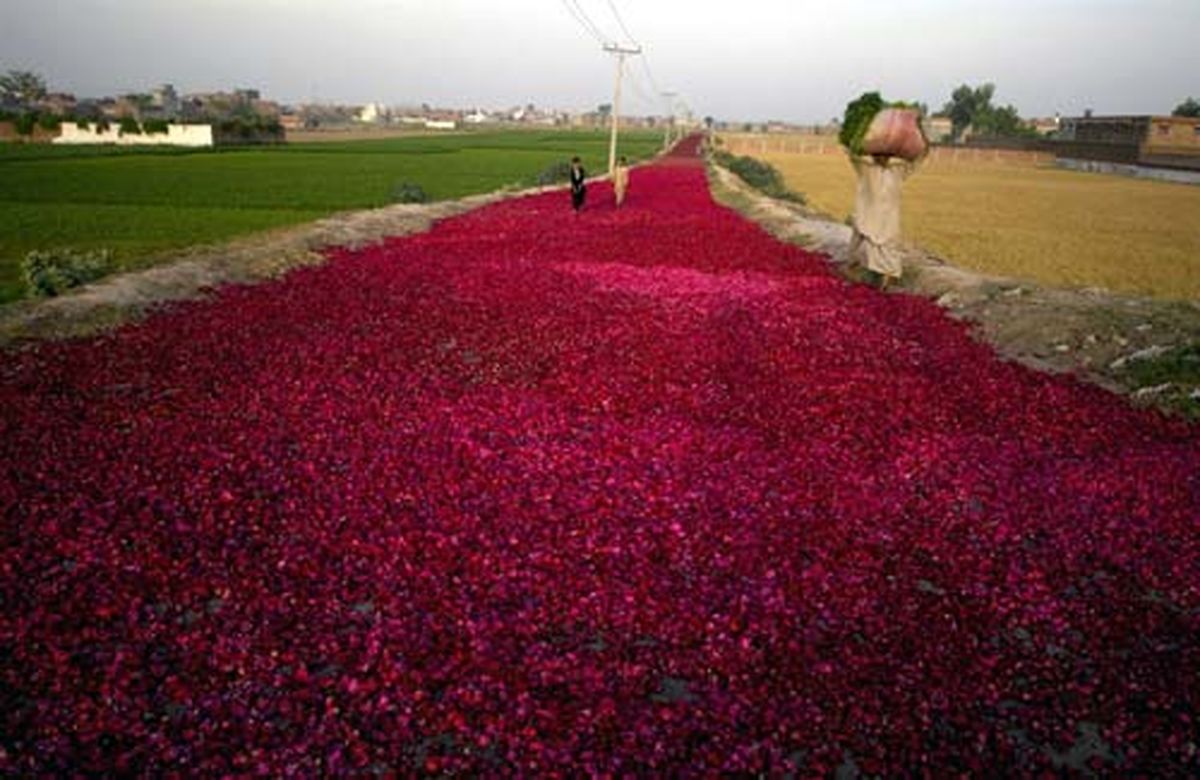 عکس: جاده ای از گل رز