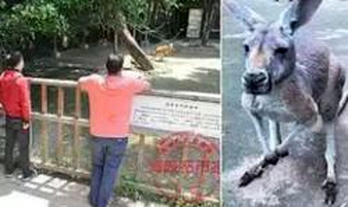 حماقت گردشگران، مرگ دردناک کانگورو را رقم زد! +عکس