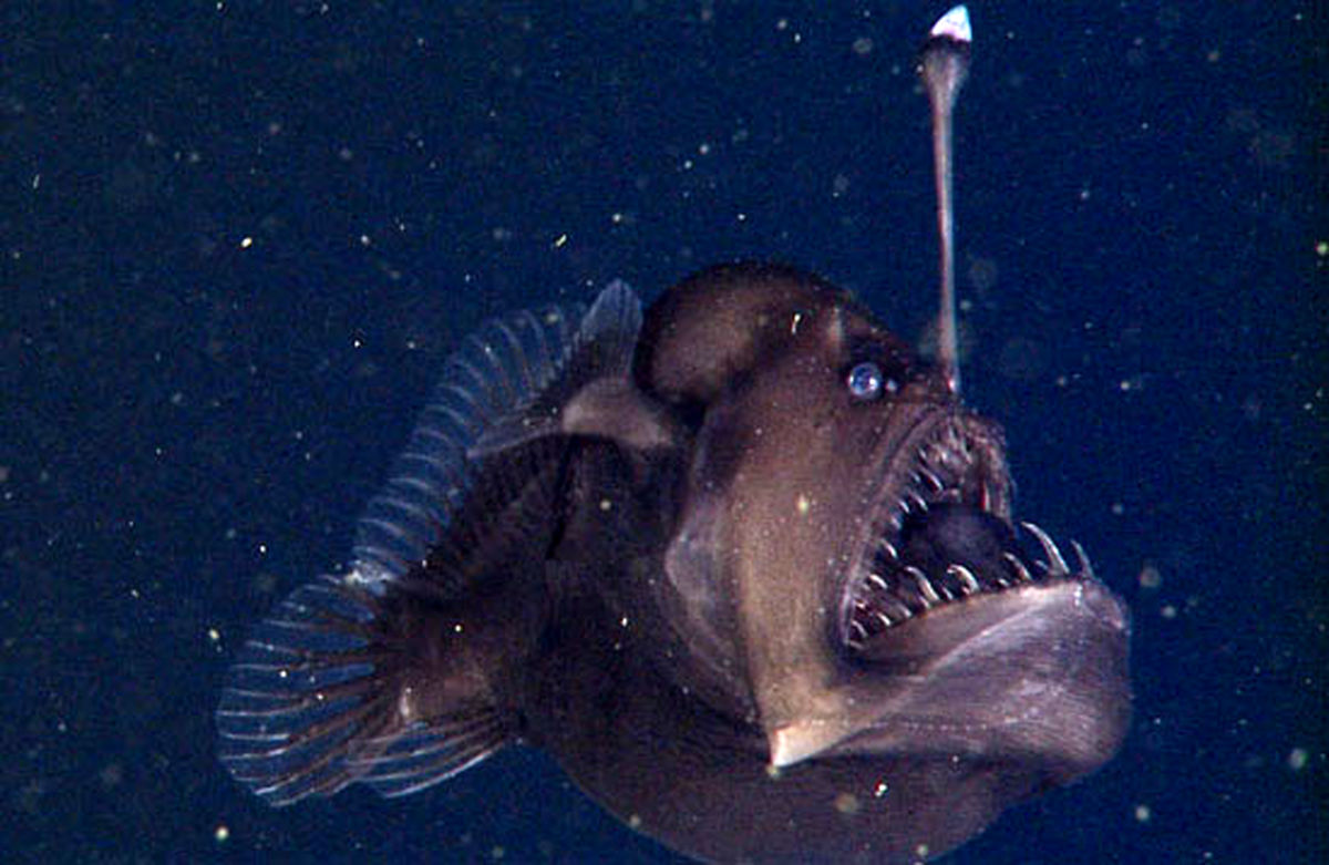 کشف ماهی ترسناک Anglerfish/تصاویر