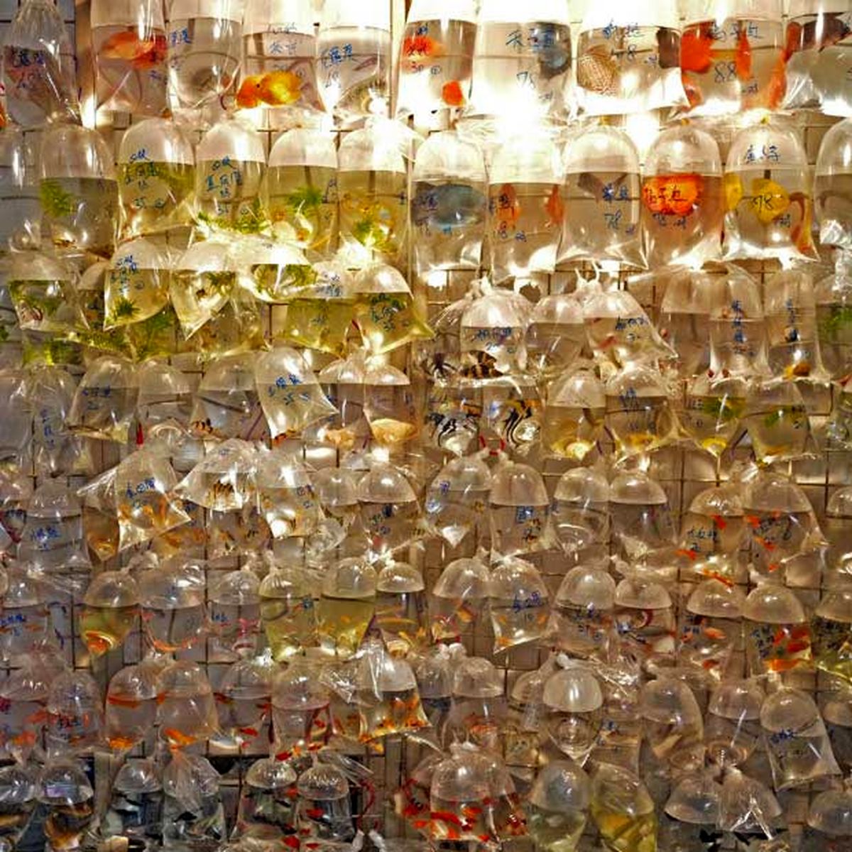 عکس: ماهيهای قرمز در اسارت