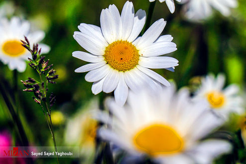 تصاویر: دشت فندقلوی اردبیل در تسخیر گل‌های بابونه