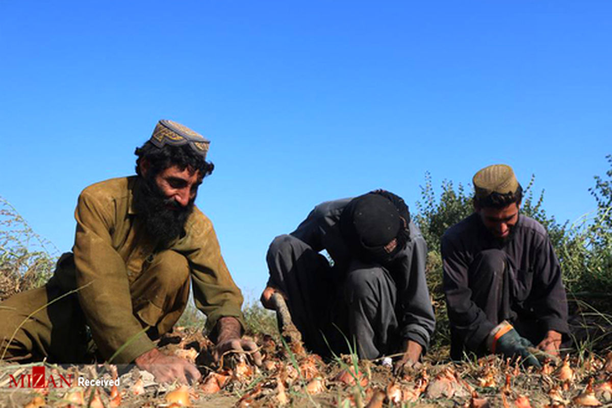 تصاویر: برداشت پیاز در افغانستان