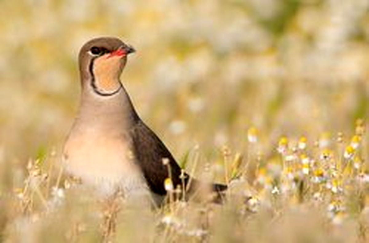 روئیت «گلاریول بال سرخ» برای اولین بار در تالاب گندمان +عکس