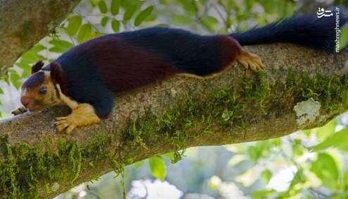 عکس: سنجاب غول پیکر نیم متری!