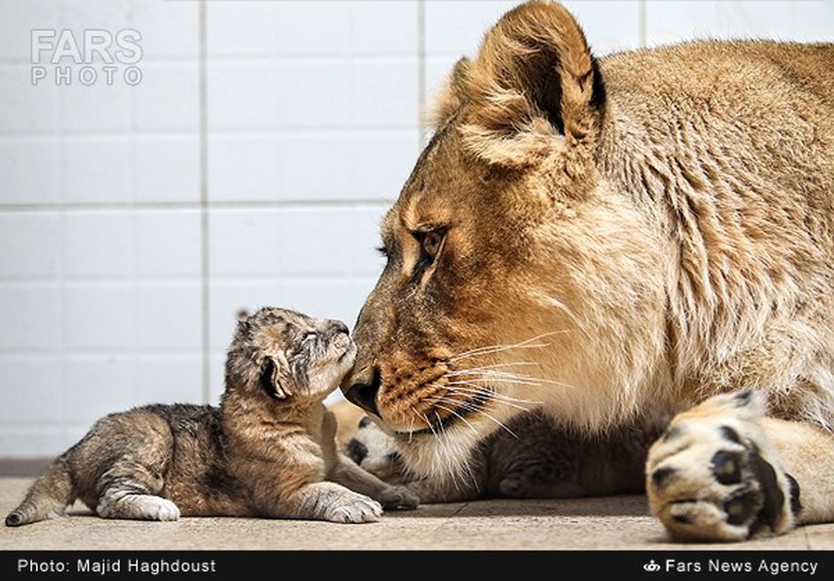 عکس/ مهر مادری