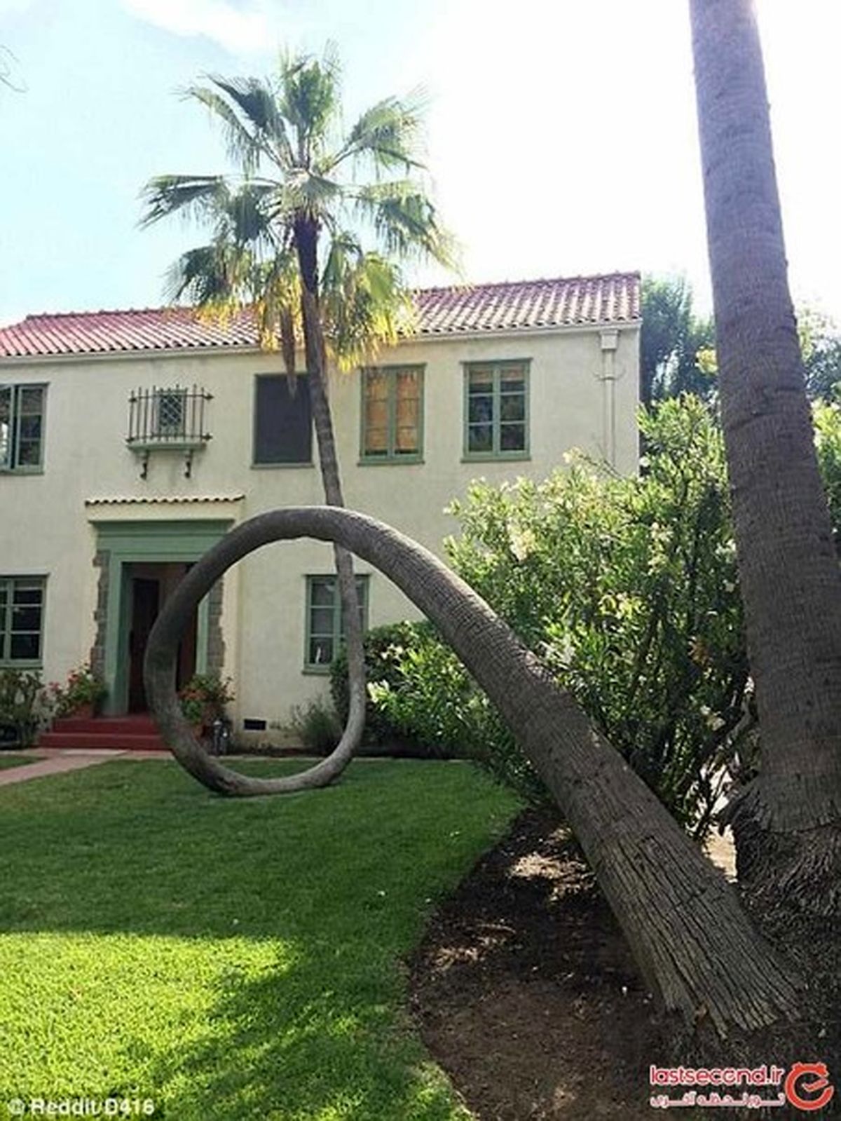 رویش درخت‌ها در نقاطی که باورتان نمی‌شود! +تصاویر