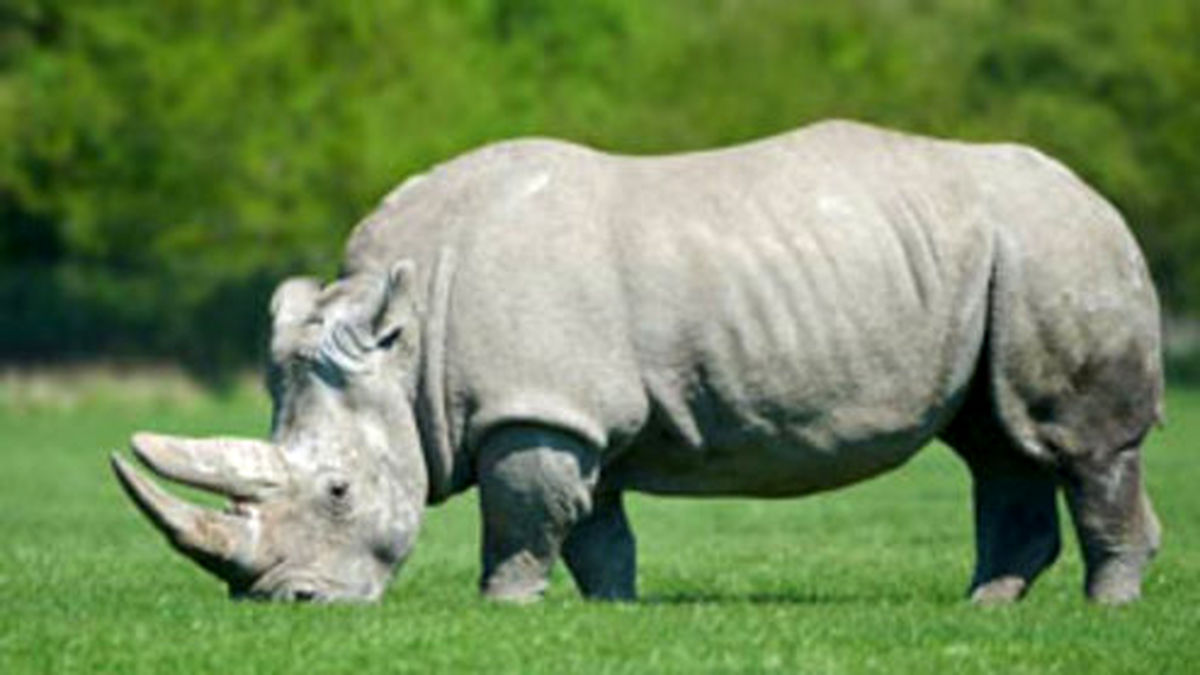 عاقبت شوخی کردن با کرگدن عصبانی +فیلم