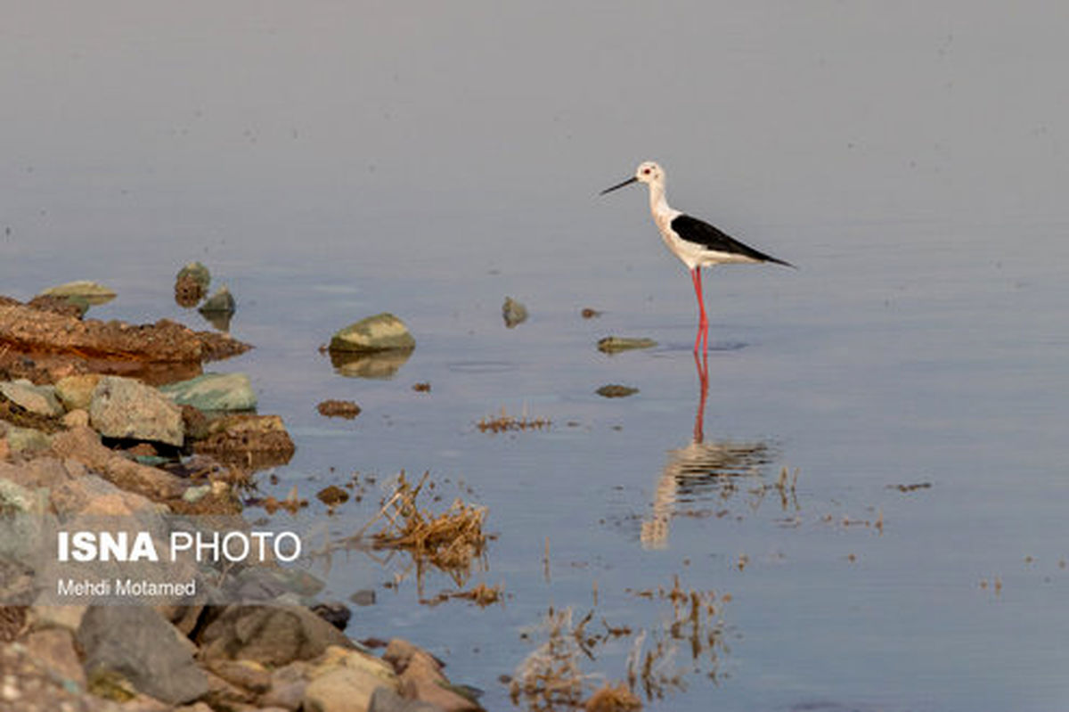 تصاویر: تالاب الله آباد قزوین