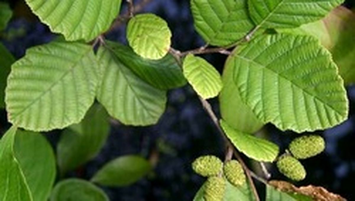 ۱۰ فایده‌ روغن درخت غان