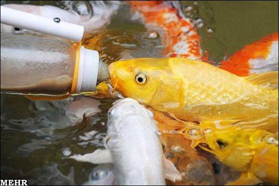 عکس/جذب گردشگر به روش چینی