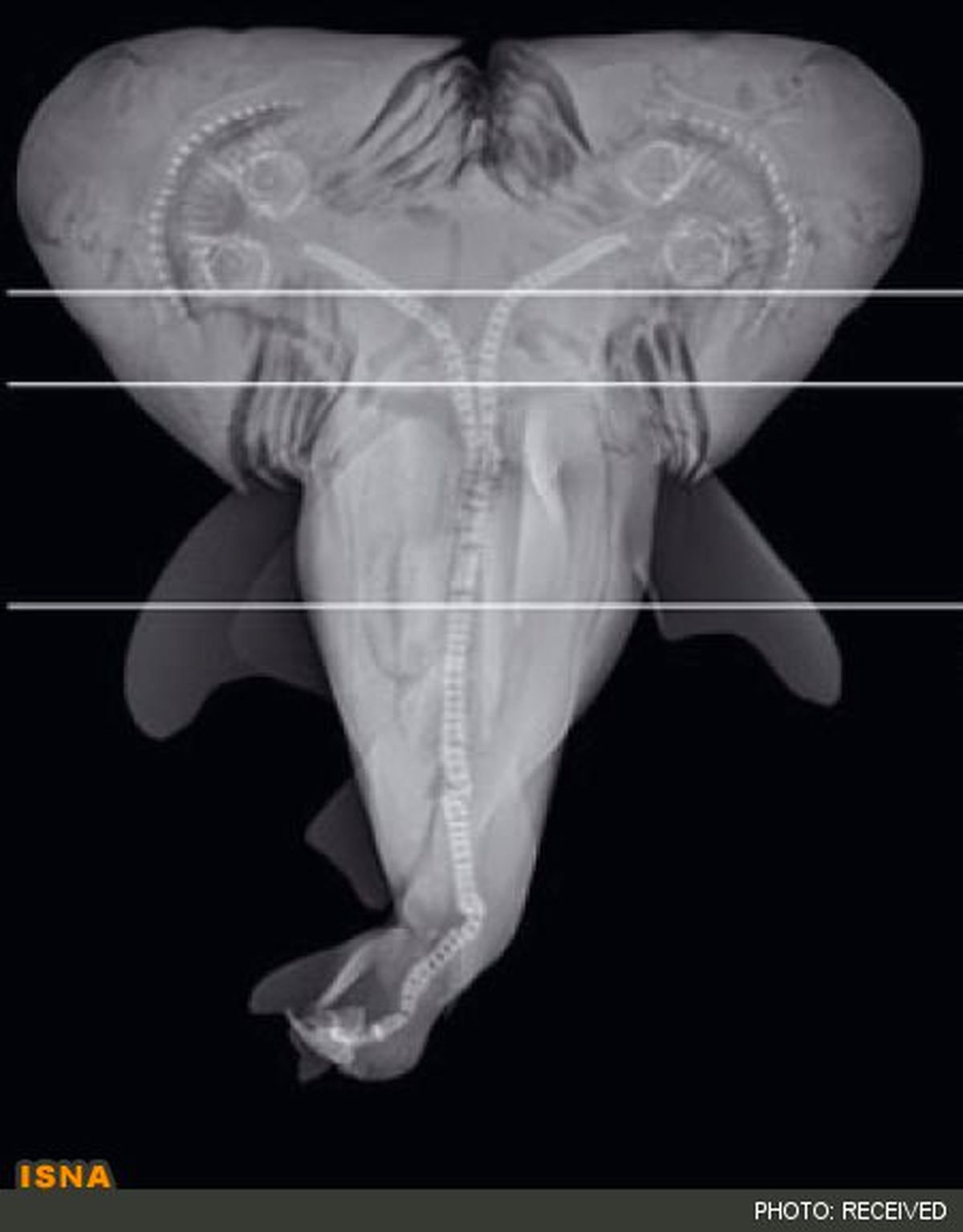 کشف کوسه دوسر /عکس