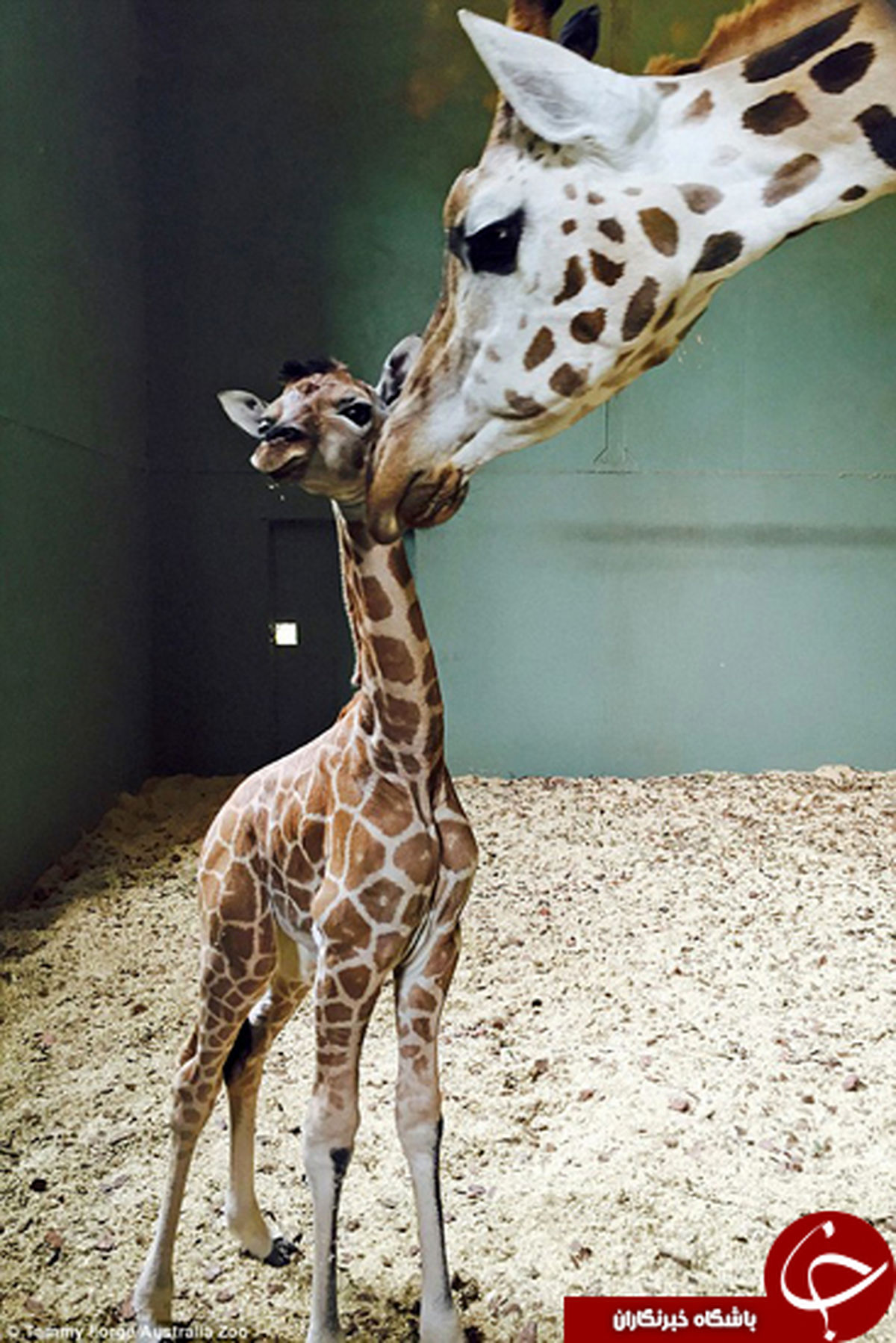 تولد زرافه دو متری! +تصاویر