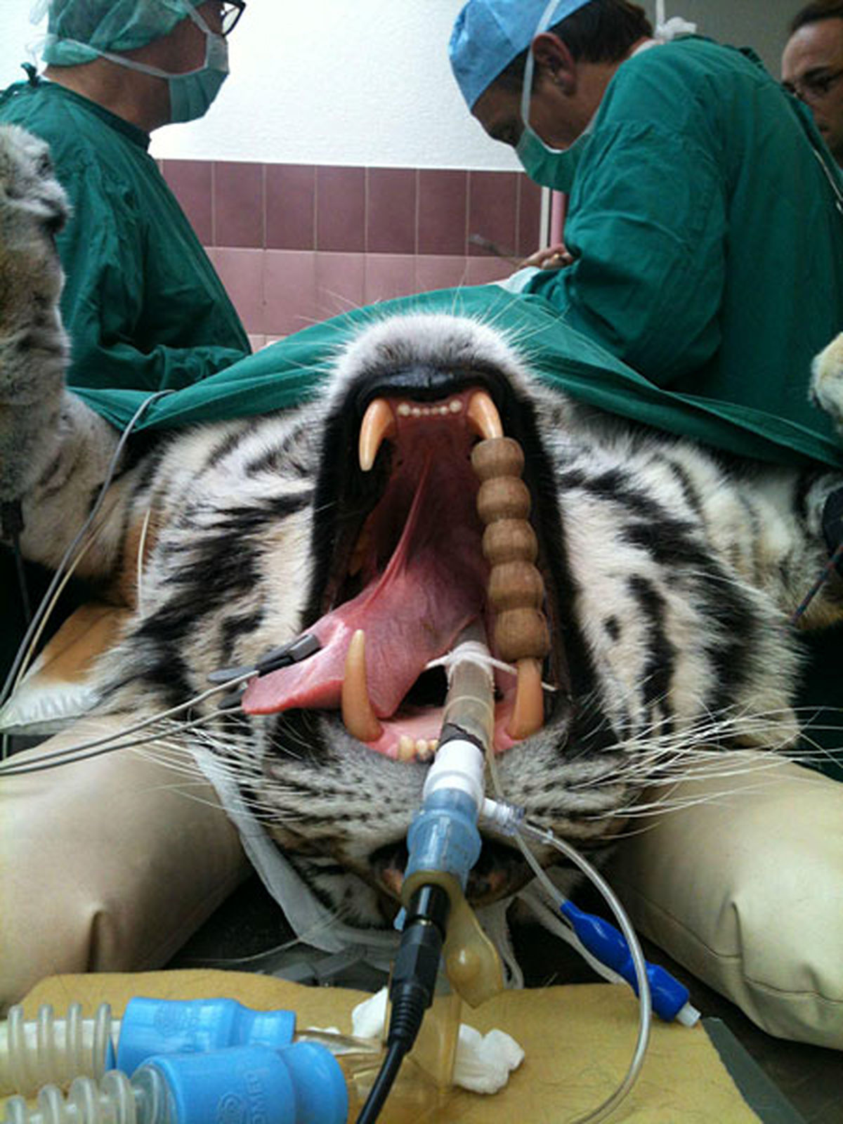 اتاق عمل متفاوت!/عکس