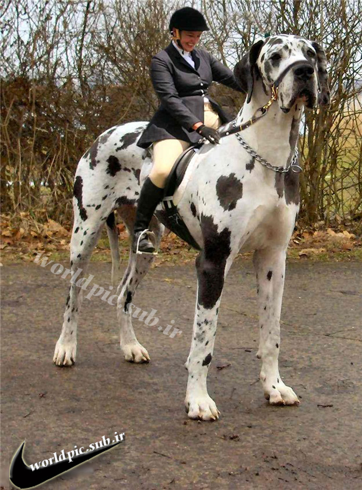 سوارکاری این بار با سگ!/عکس