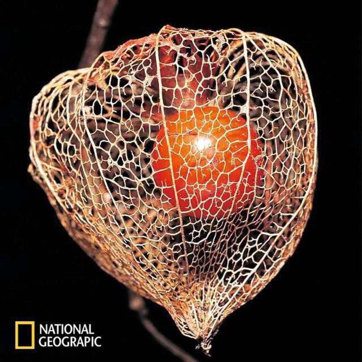 عکس: تابه حال فیسالیس خورده‌اید؟