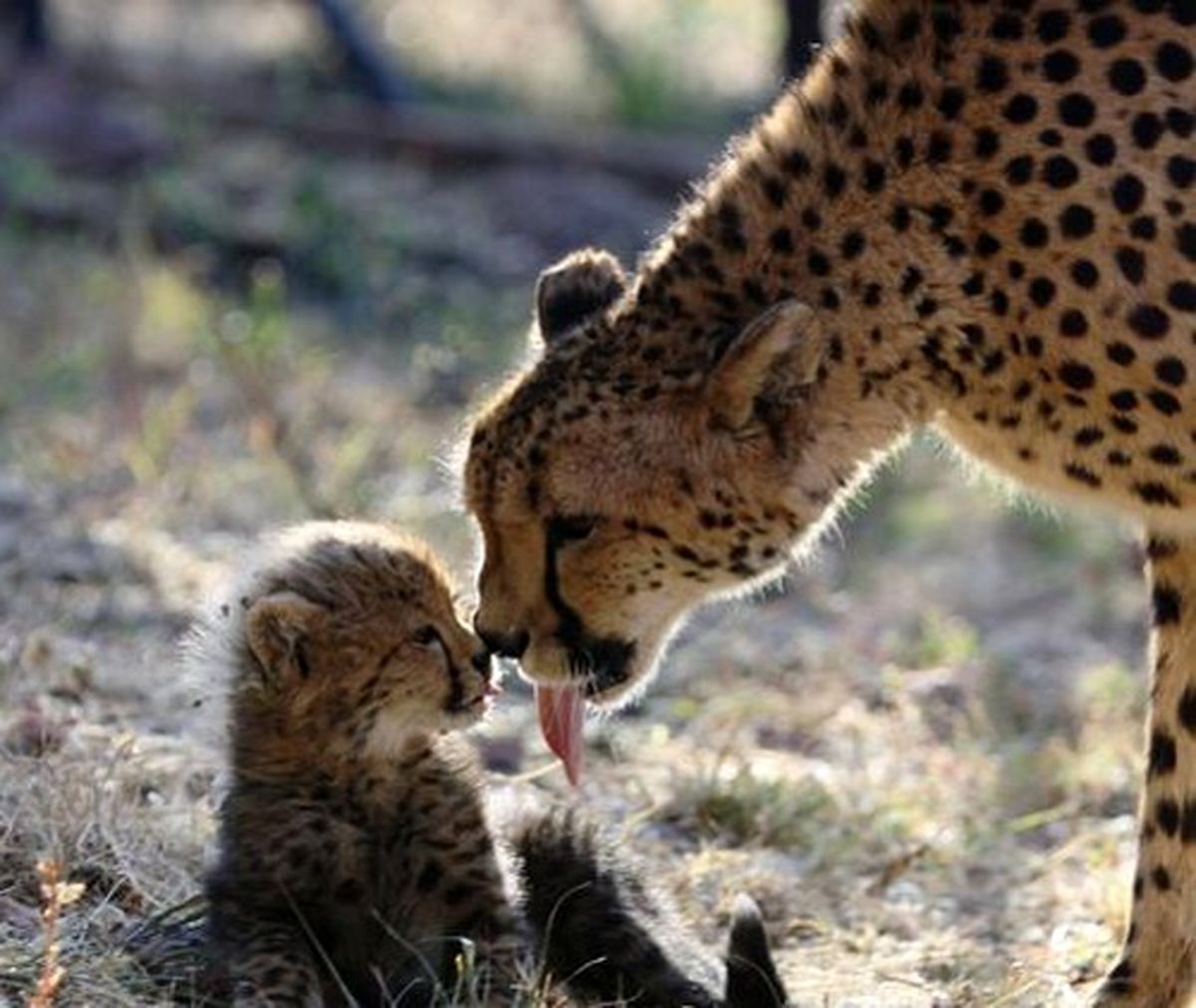 زیبایی‌های مهر یک مادر/ عکس