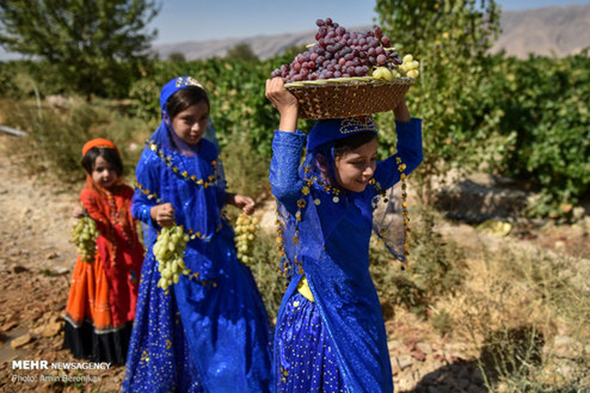 تصاویر: برداشت انگور از تاکستان