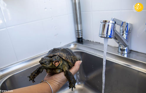 تصاویر: لاک‌پشت دو سر!