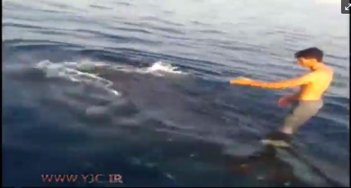 نهنگ سواری پسر بوشهری! +عکس