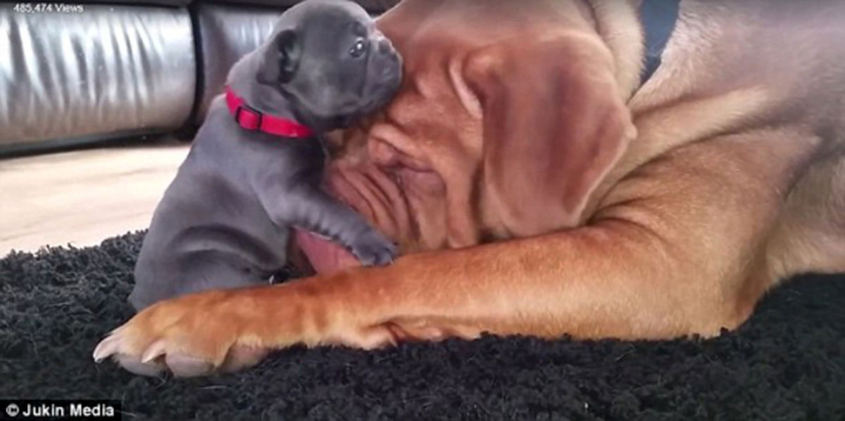 کلیپی که بمب جدید فضای مجازی شد +تصاویر